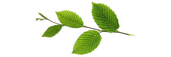 Le macérat de bourgeons de Hêtre